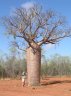 Adansonia gibbosa Dry season-9.jpg